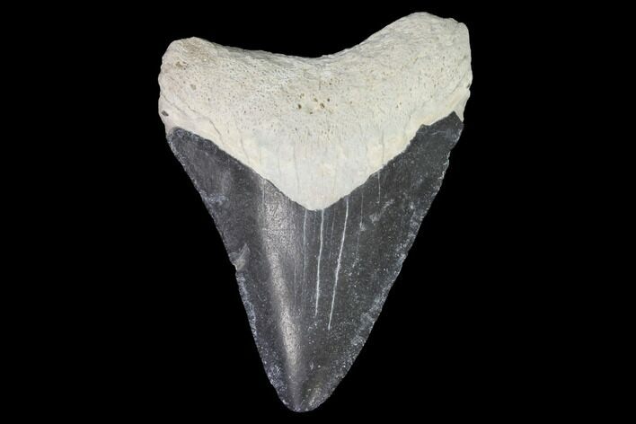 Bone Valley Megalodon Tooth - Florida #99832